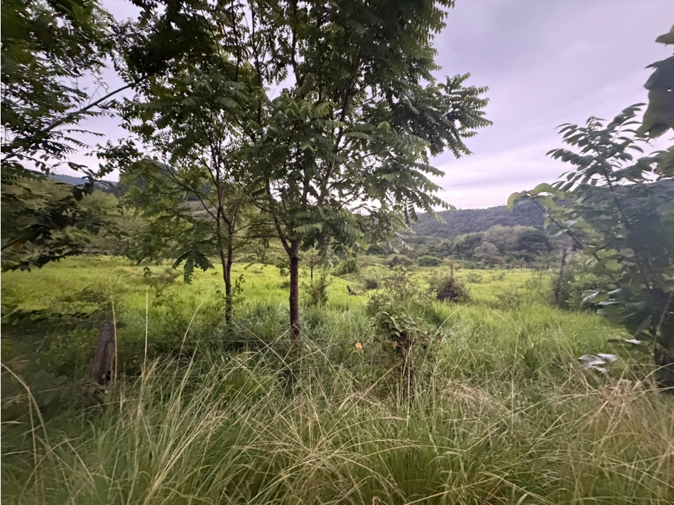 SE VENDE TERRENO LOS CAJONES DE CHAME 20k M SOBRE VIA ASFALTADA — foto 3
