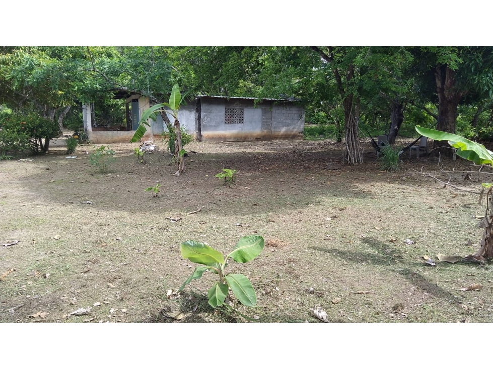 TERRENO / COCLE / SANTA RITA / 9 HECTAREAS / ARBOLES FRUTALES - 4