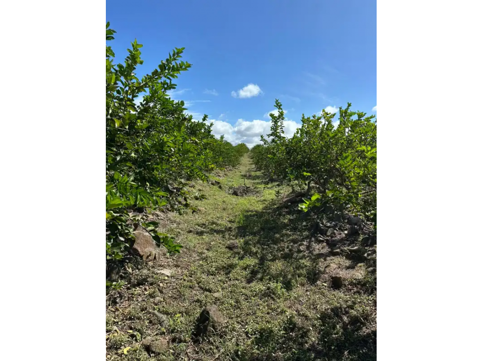 COCLE / CAÑAVERAL / FINCA / 11 HECTAREAS - 4