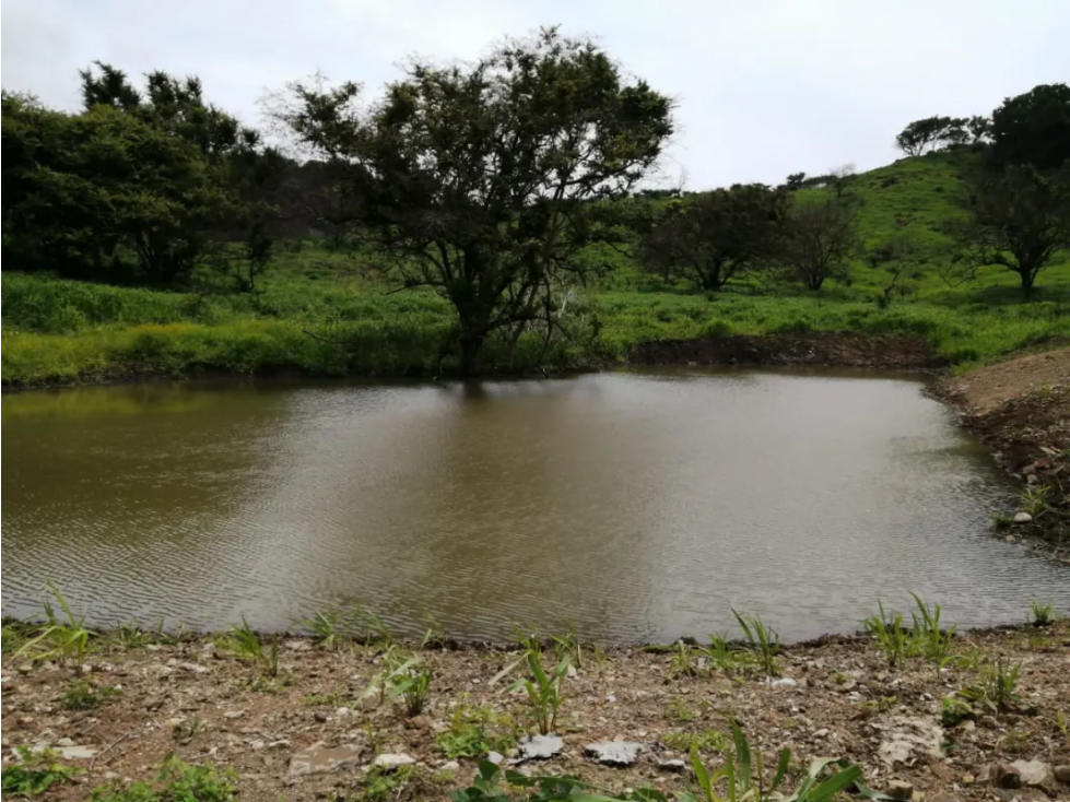 CAPIRA / CERMEÑO / FINCA / 88 HECTAREAS / 5 LAGOS - 6