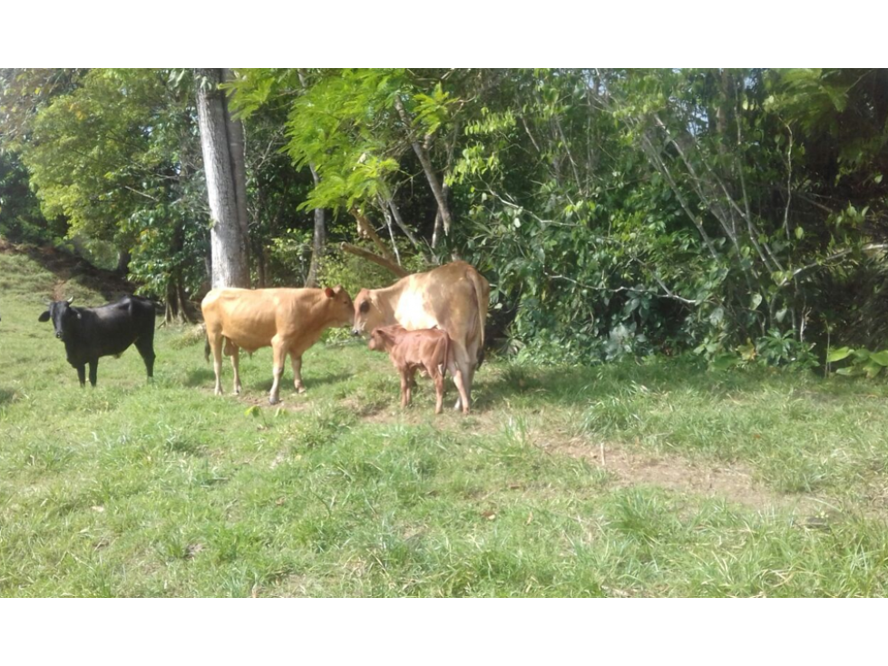 COLON / COSTA ARRIBA / NOMBRE DE DIOS / FINCA / 110 HECTAREAS - 3