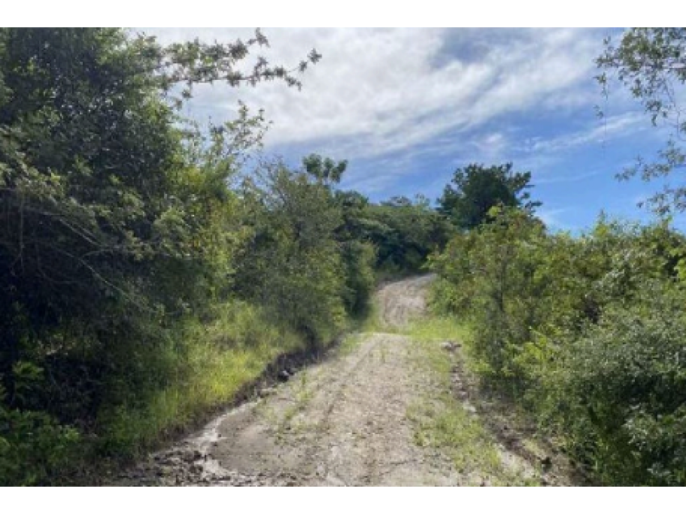 COCLE / LAS GUIAS / 40 HECTAREAS / USO COMERCIAL / SOBRE LA VIA / AG - 4