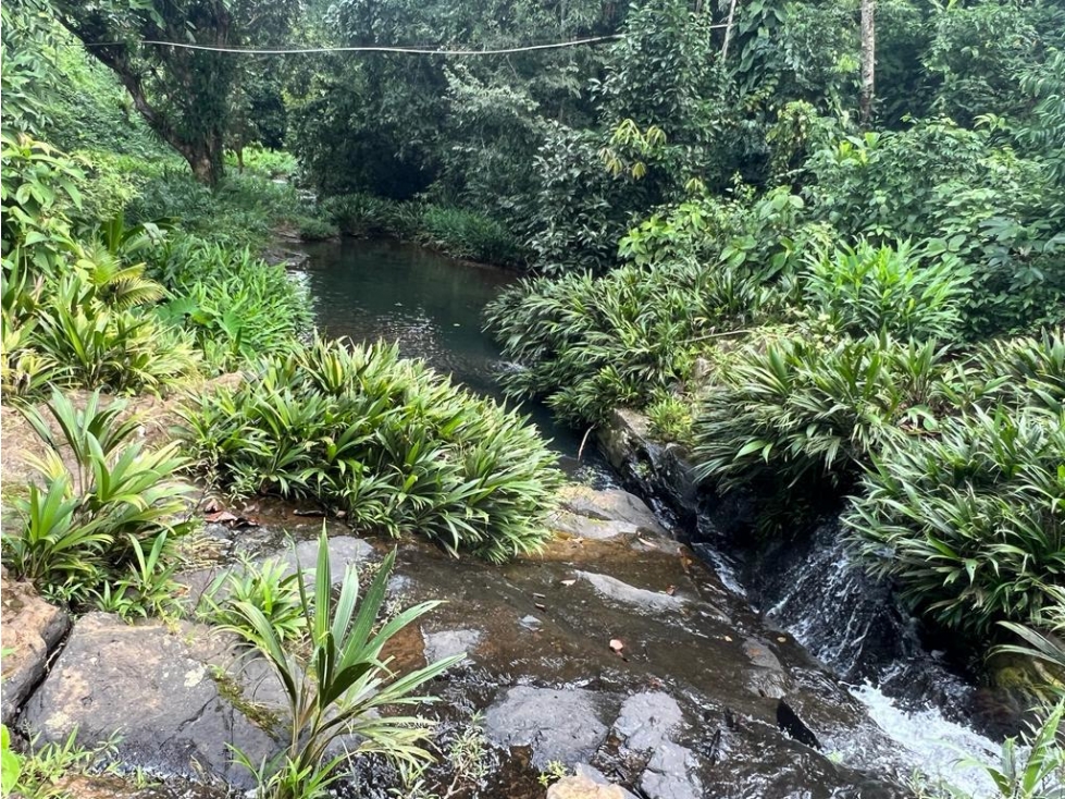 FINCA / COCLE / LA PINTADA / 17 HECTAREAS / FRENTE AL RIO - 4