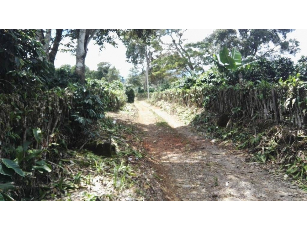 FINCA / 1 HECTAREA / PALMIRA ABAJO / BOQUETE / CHIRIQUI — foto 2