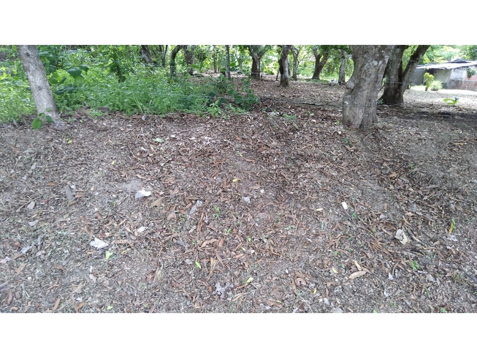 TERRENO / COCLE / SANTA RITA / 9 HECTAREAS / ARBOLES FRUTALES - 5