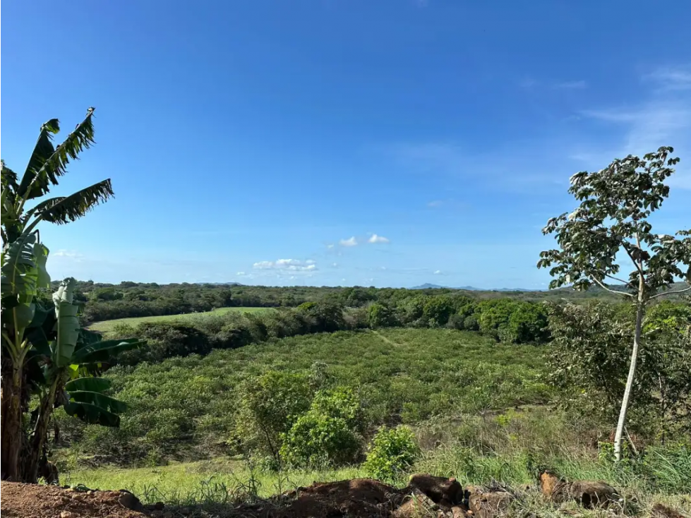 COCLE / CAÑAVERAL / FINCA / 11 HECTAREAS - 5