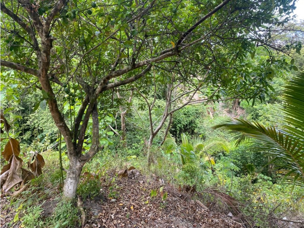 LAS GUIAS / COCLE / 8244 M / CERCA DE PANAMERICANA / PLAYA AG - 6
