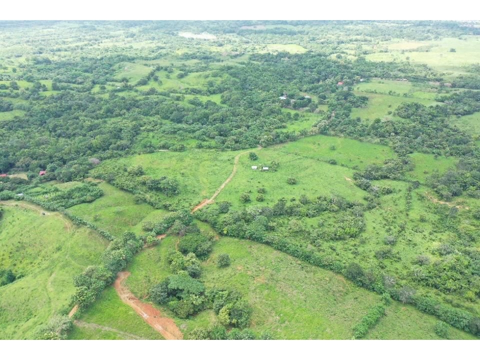 FINCA / CHEPO / TANARA / 25 HECTÁREAS / HERMOSAS VISTAS AL RÍO - 4