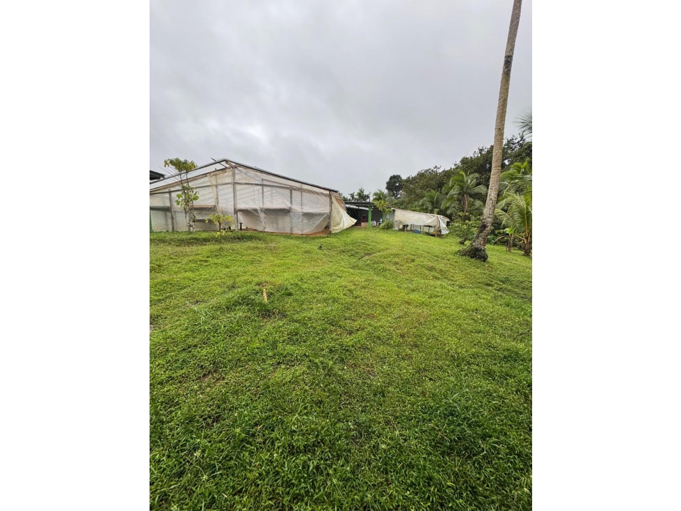 FINCA / COCLE / LA PINTADA / 17 HECTAREAS / FRENTE AL RIO - 6