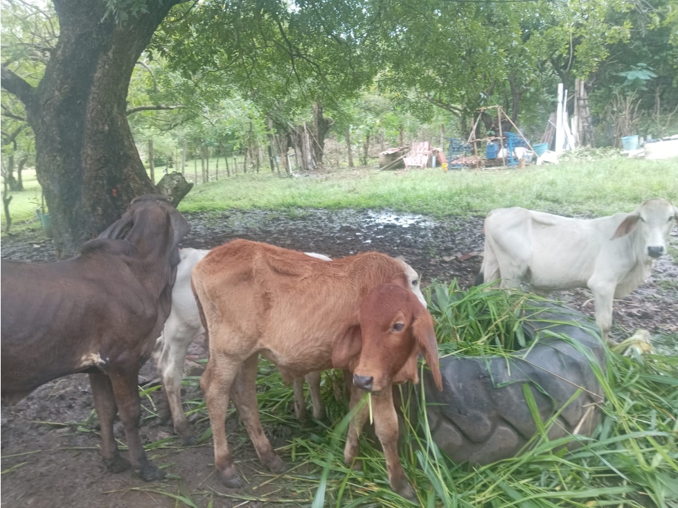 CHAME / EL ESPAVE / 3 HECTAREAS / AMPLIO TERRENO / ZONAS VERDES — foto 6