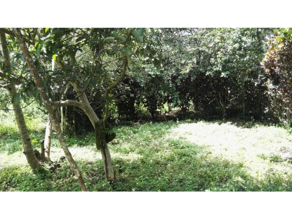 FINCA / 1 HECTAREA / PALMIRA ABAJO / BOQUETE / CHIRIQUI — foto 5
