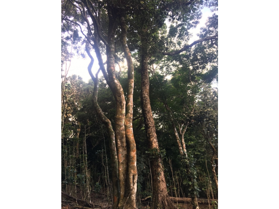 SAN CARLOS / TERRENO A LA ORILLA DE LA LAGUNA / 4800M2 / ZONAS VERDES — foto 5