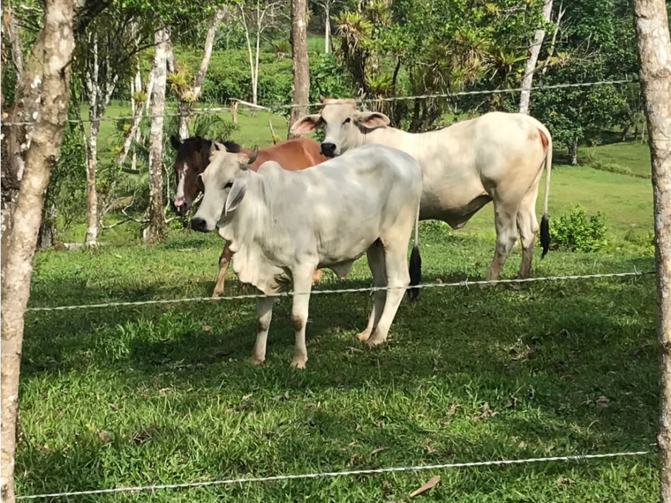 COCLE / PENONOME / 146 HECTAREAS / FINCA GANADERA / RIOS / QUEBRADAS — foto 4