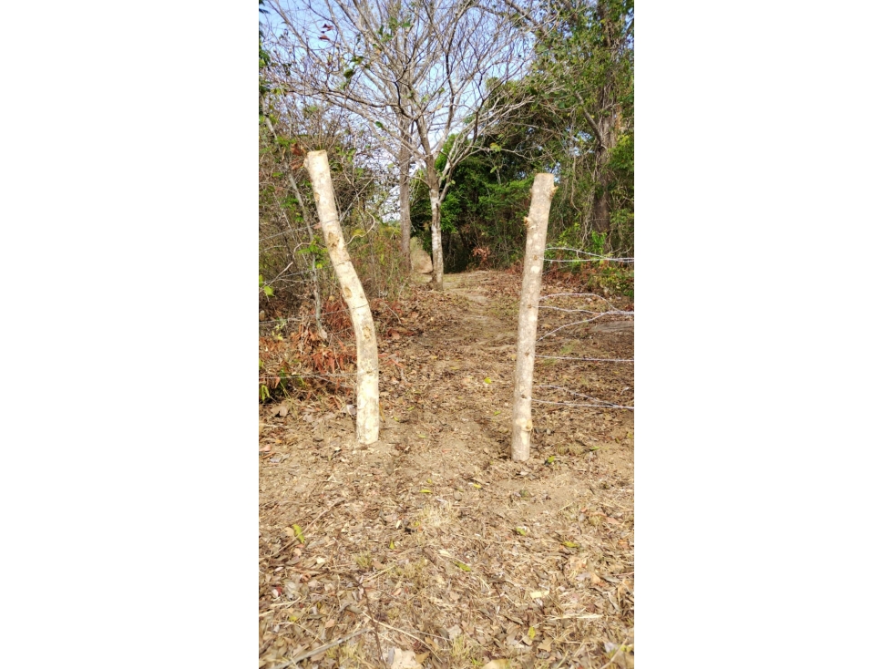 TERRENO / COCLE / SANTA RITA / 9 HECTAREAS / ARBOLES FRUTALES - 6