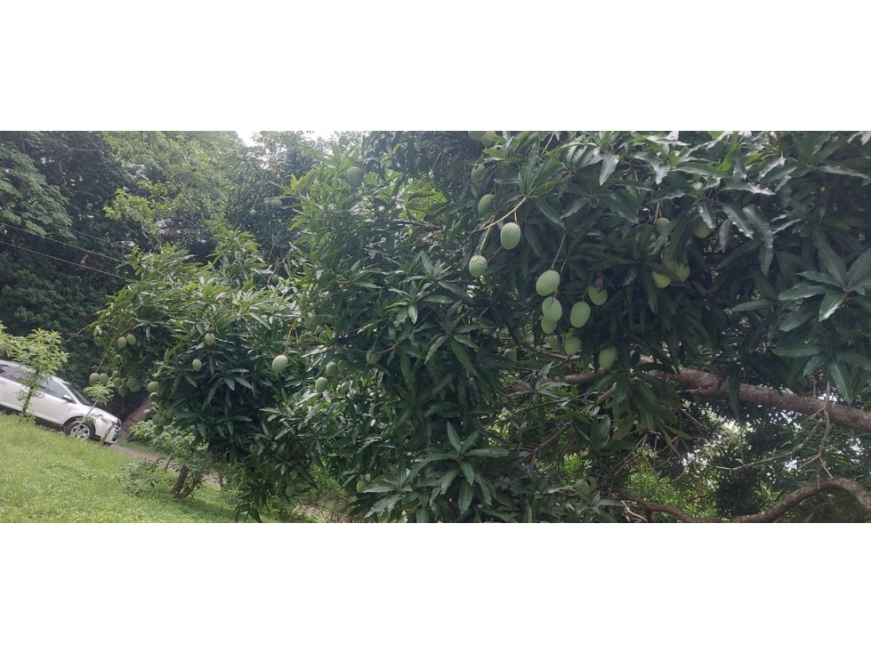 TERRENO / CHAME / EL ESPAVE / 4560 M2 / TOTALMENTE PLANO — foto 6