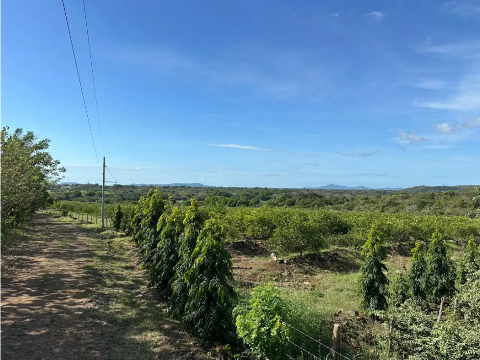 COCLE / CAÑAVERAL / FINCA / 11 HECTAREAS - 6