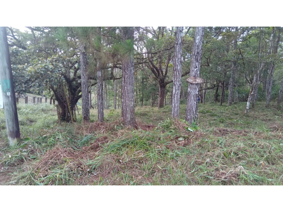 TERRENO / CERRO AZUL / 1178 M2 / CLIMA FRIO
