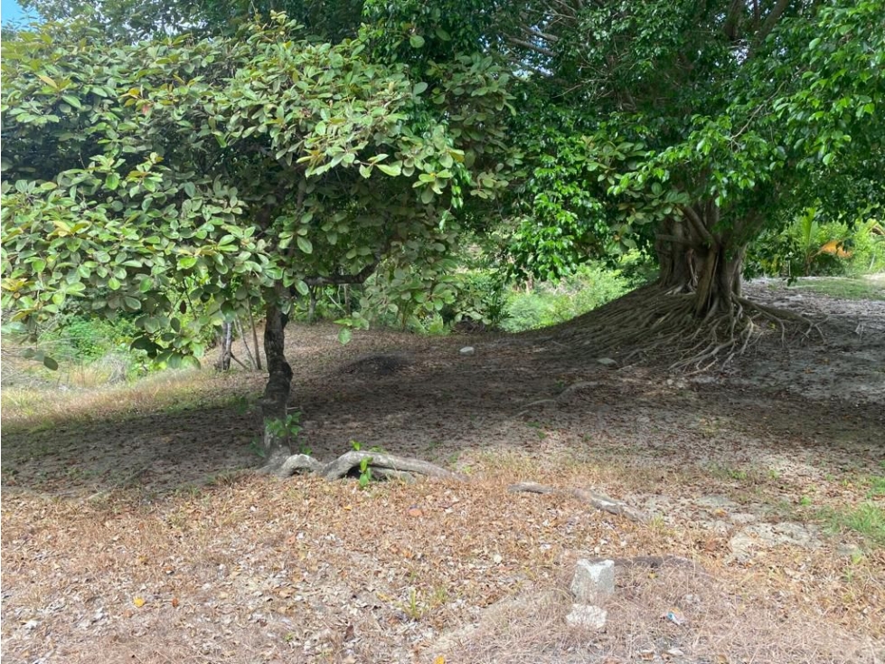 LAS GUIAS / COCLE / 8244 M / CERCA DE PANAMERICANA / PLAYA AG - 2
