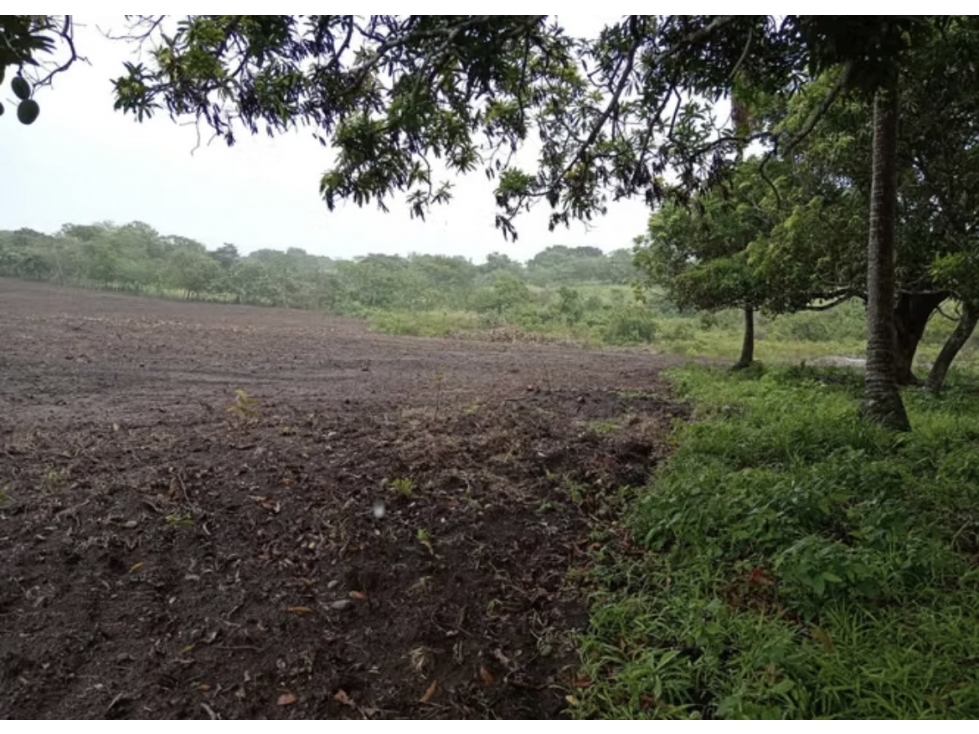 FINCA / COCLE / ANTON / 5.5 HECTAREAS / CON POZO - 6