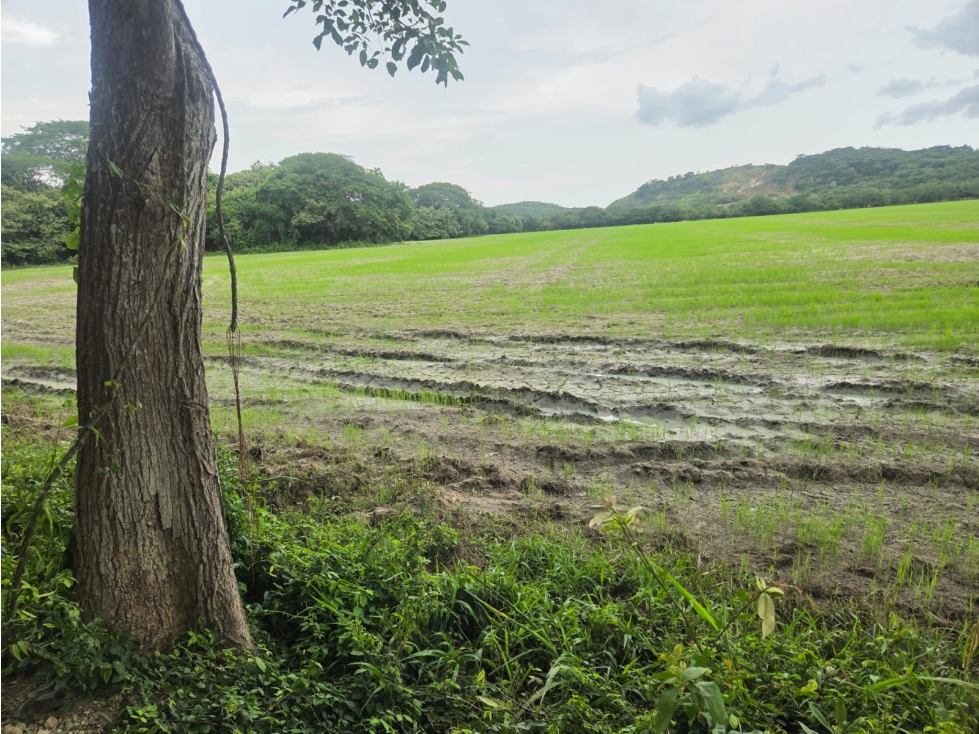COCLE / PENONOME / 100 HECTAREAS / FINCA ARROCERA / CLIMAS FRESCOS — foto 6
