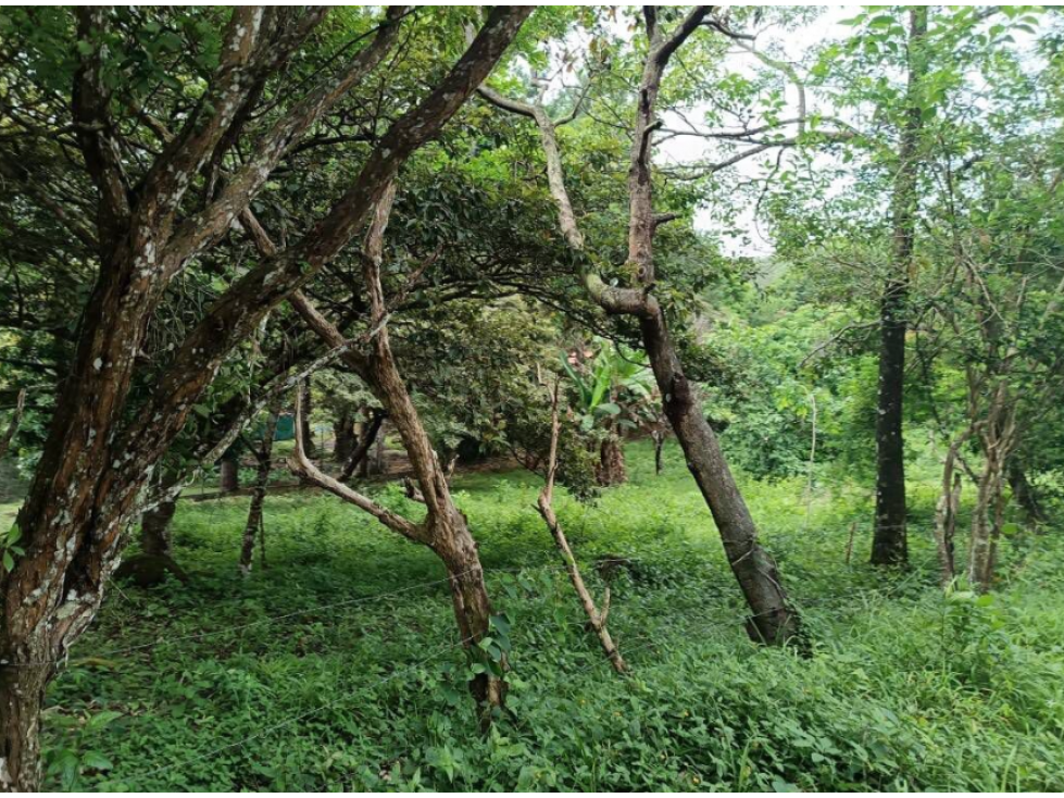 SE VENDE TERRENO 1595M SEMI-PLANO EN CHAME SORA FACIL ACCESO