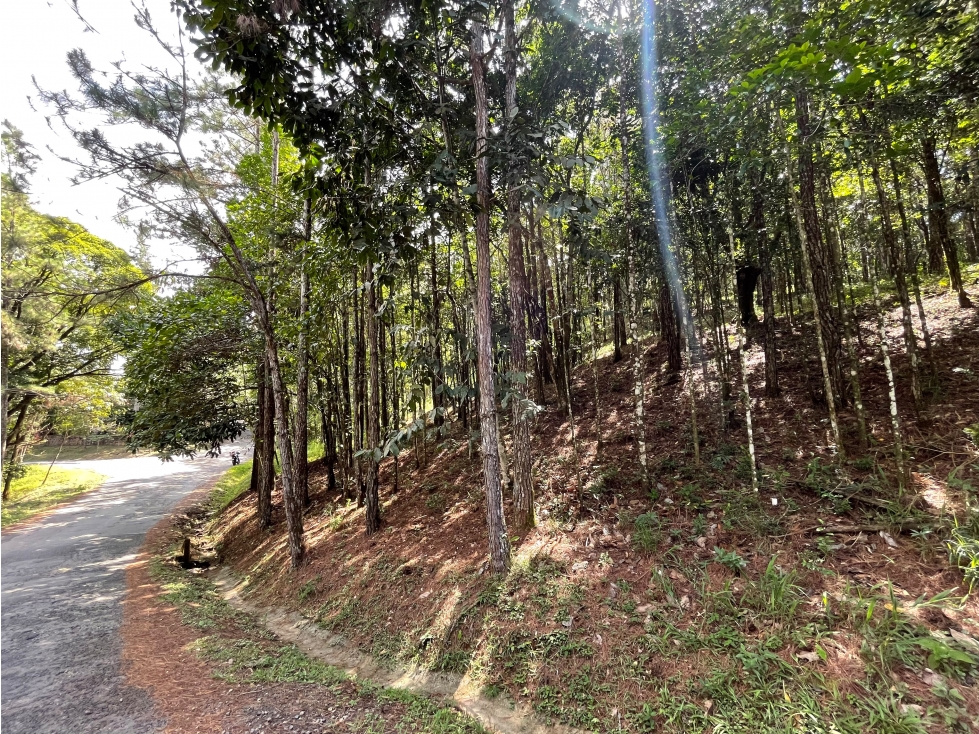 TERRENO / CERRO AZUL / 1301M / CON PAISAJISMO / CLIMA FRIO - 2