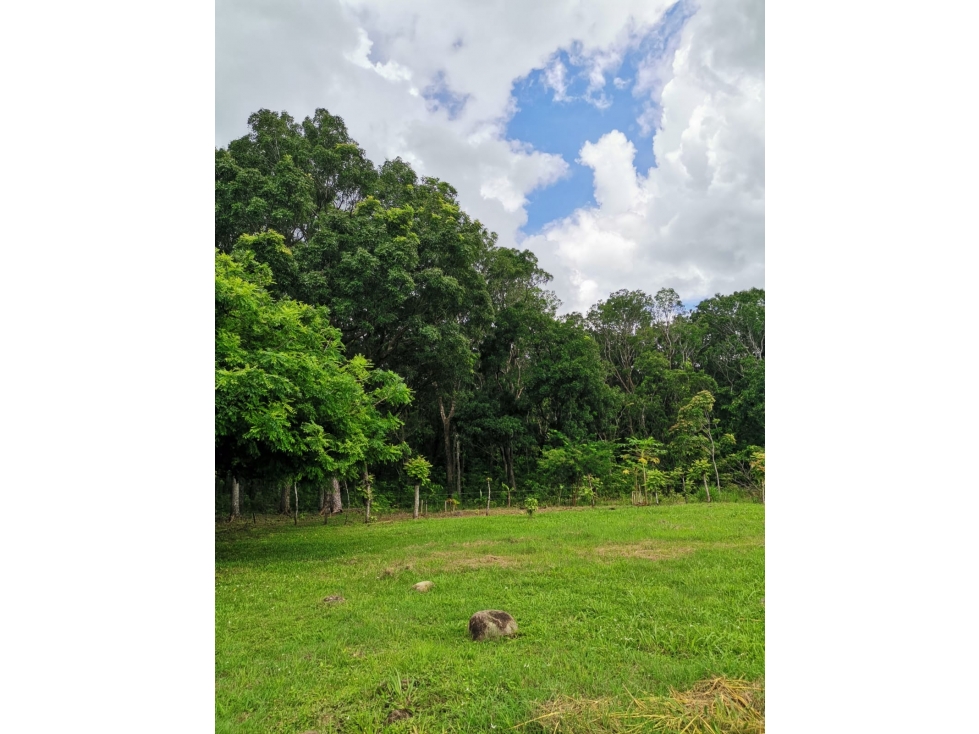 CHAME / FINCA EN BEJUCO / 10 HECTAREAS / CERCA DE LA INTERAMERICANA — foto 5