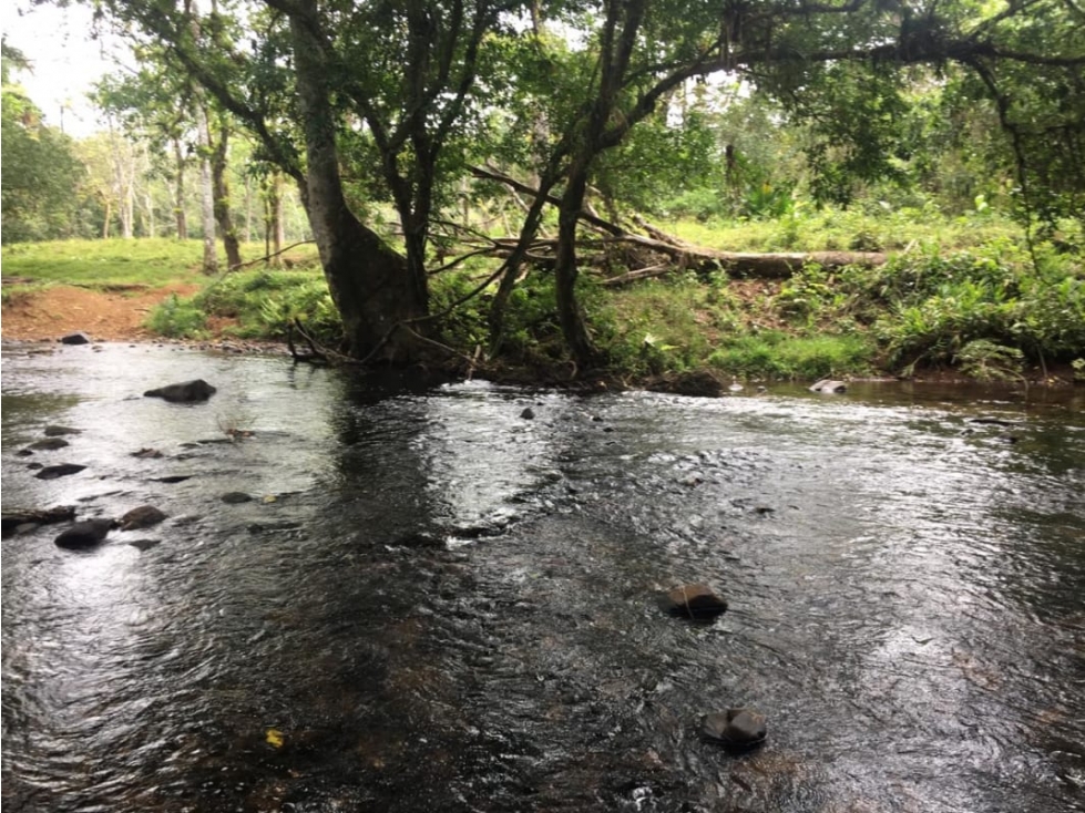 COCLE / PENONOME / 146 HECTAREAS / FINCA GANADERA / RIOS / QUEBRADAS — foto 6
