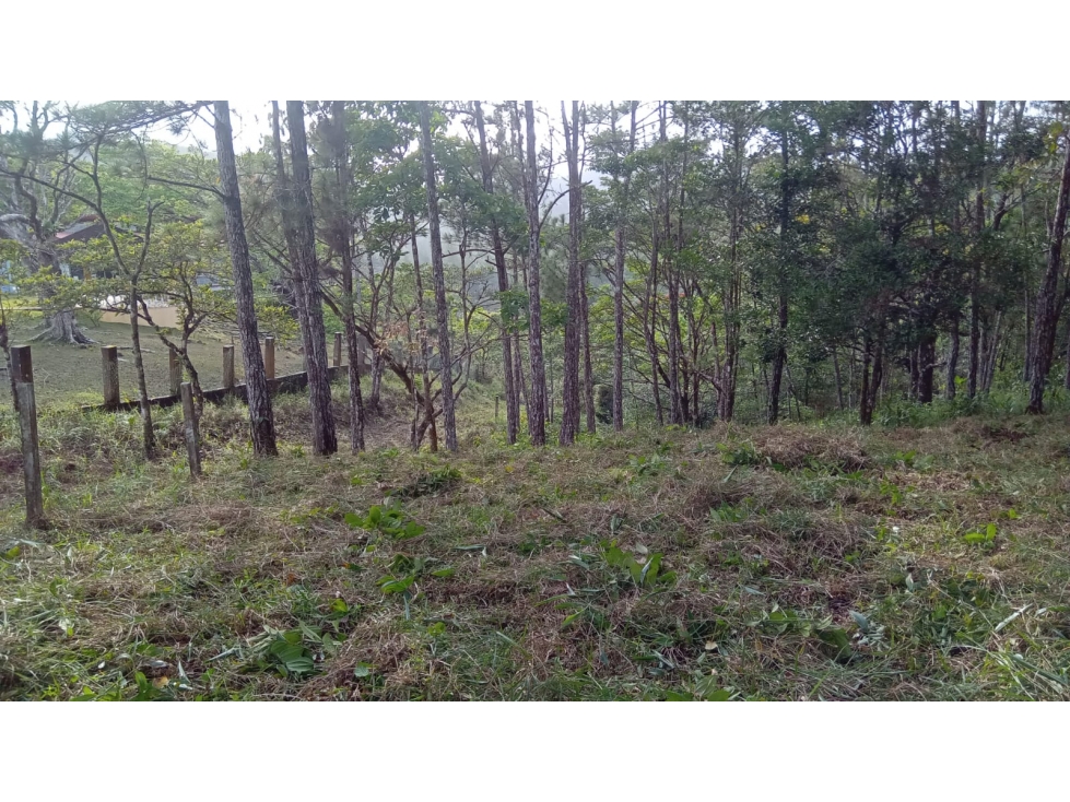 TERRENO / CERRO AZUL / 1178 M2 / CLIMA FRIO — foto 6
