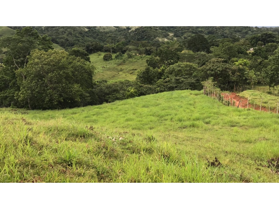 GANGA / COLON / FINCA / BUENA VISTA / 43.5 HECTAREAS / PARA DESARROLLO - 4
