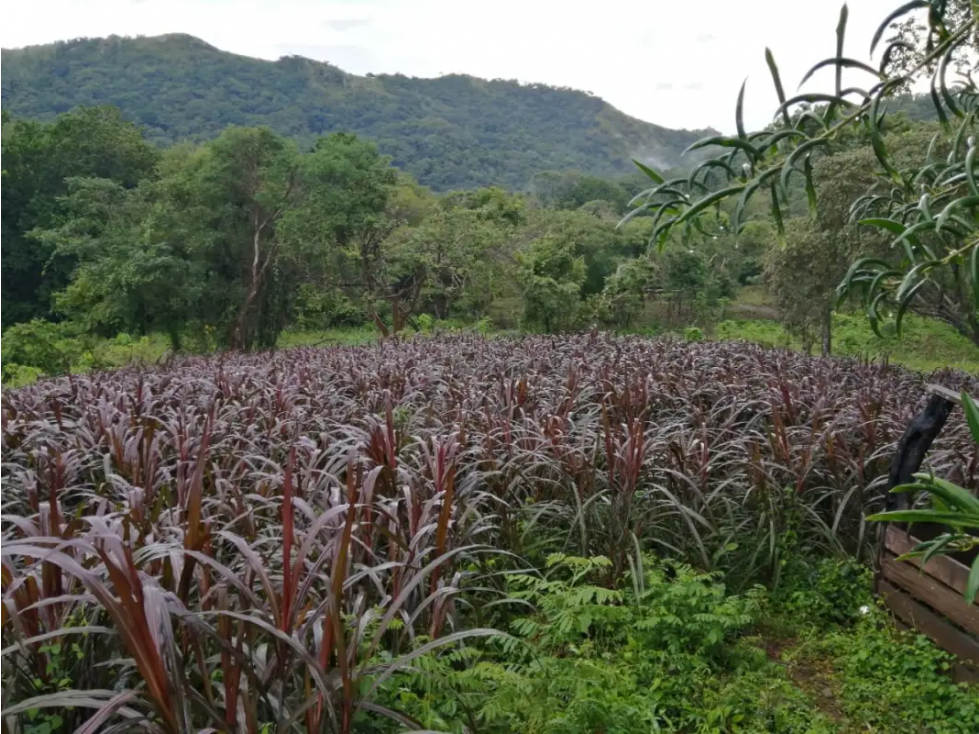 CAPIRA / CERMEÑO / FINCA / 88 HECTAREAS / 5 LAGOS - 2