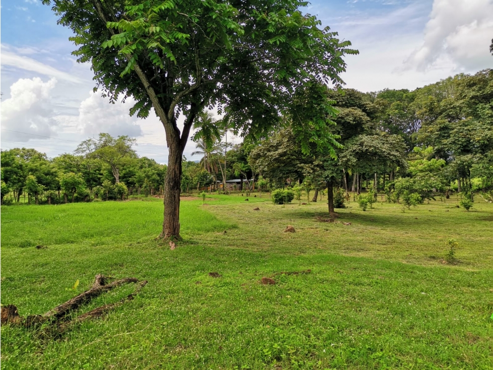 SE VENDE FINCA EN BEJUCO CHAME 10 HECTAREAS CERCA A LA INTERAMERICANA
