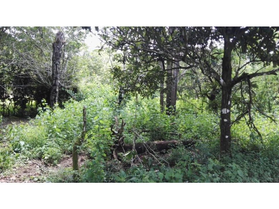 FINCA / 1 HECTAREA / PALMIRA ABAJO / BOQUETE / CHIRIQUI — foto 6