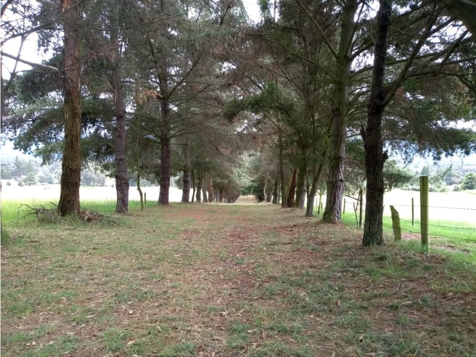VENTA FINCA EN TENJO. 39.5 FANEGADAS PLANAS CON VÍA PAVIMENTADA. - 4
