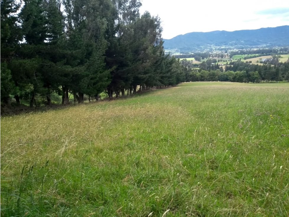 VENTA FINCA EN TENJO. 39.5 FANEGADAS PLANAS CON VÍA PAVIMENTADA. - 3