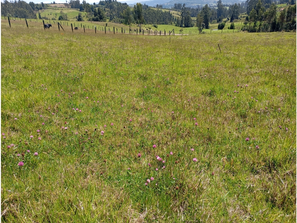 LOTE SE VENDE SOTAQUIRA BOYACÁ - 5
