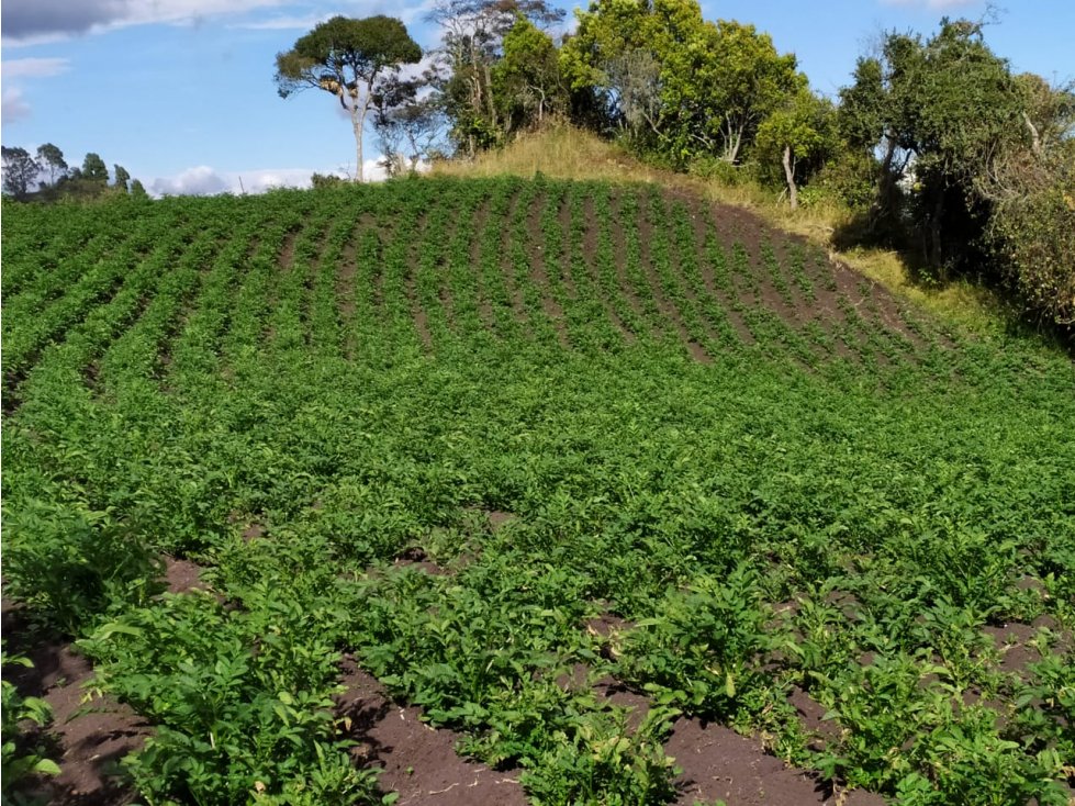FINCA SE VENDE. TAUSA CUND. - 2
