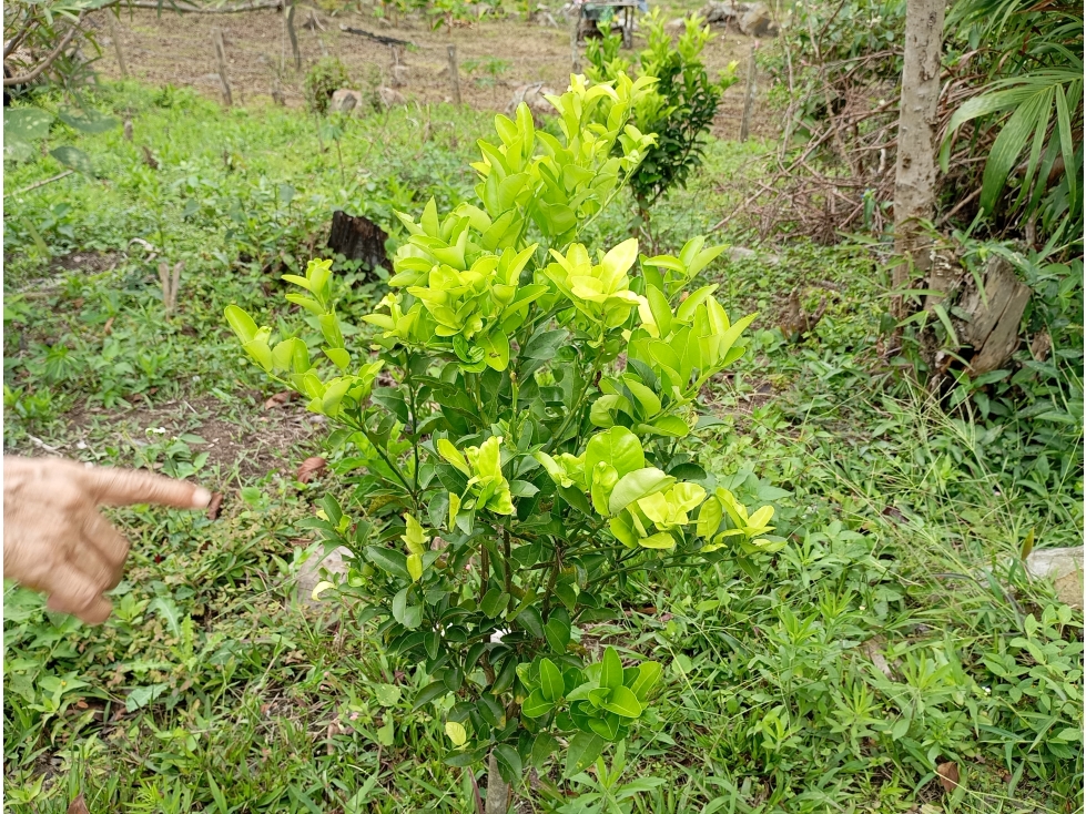 LOTE SE VENDE MESITAS DEL COLEGIO CUNDINAMARCA - 5