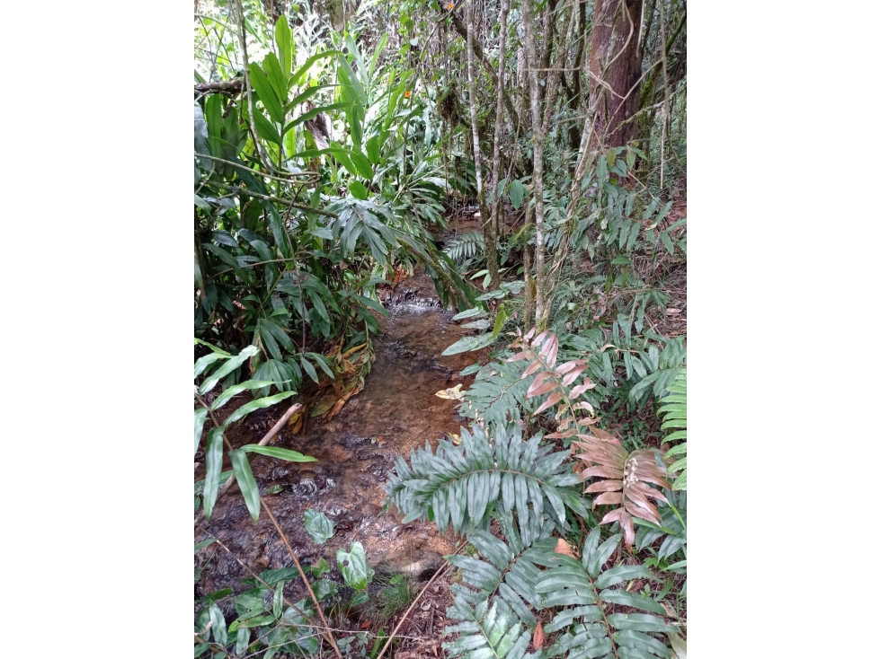 Lote en Venta Independiente en Guarne Vereda la Honda — foto 2