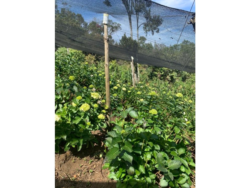 Finca Productiva en Venta en Vereda Barro Blanco Guarne - 5