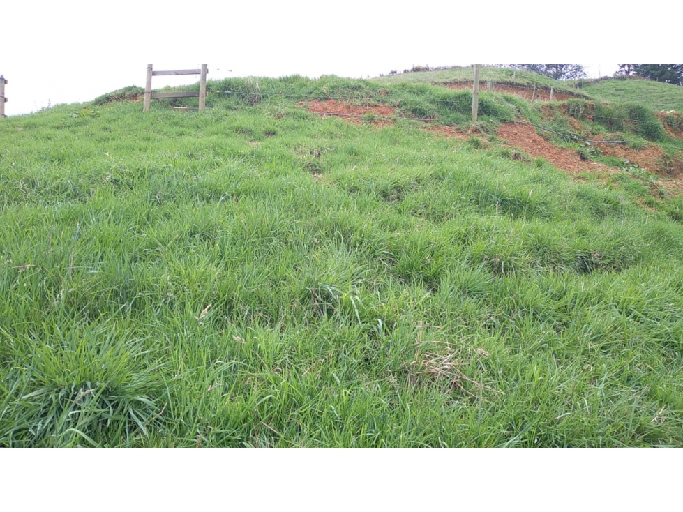Lote en Venta en San Pedro de los Milagros Vereda La Pulgarina