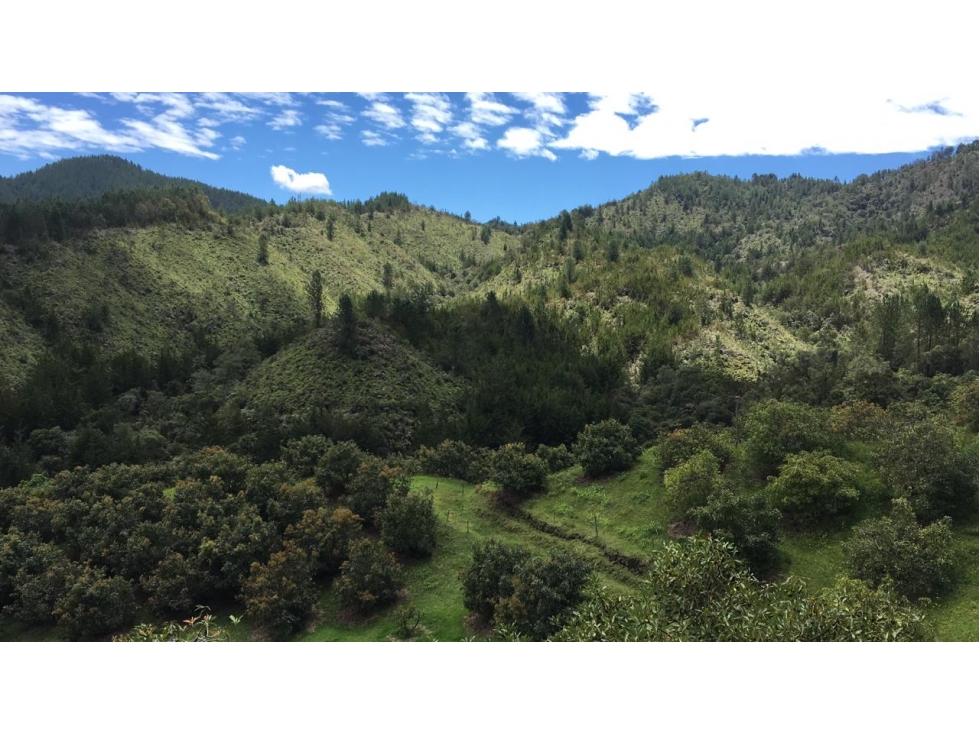 Finca con Posibilidad de Parcelar en Venta sector Pantanillo El Retiro - 5