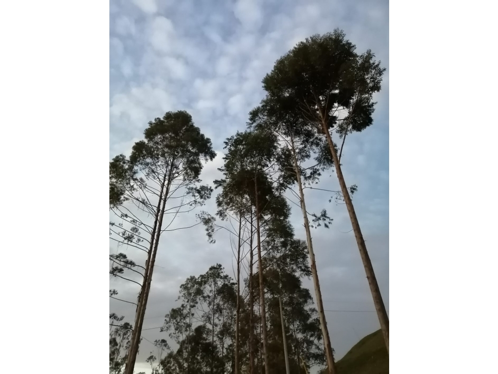 Lote en Venta en Guatapé Sector Los Benedictinos — foto 6