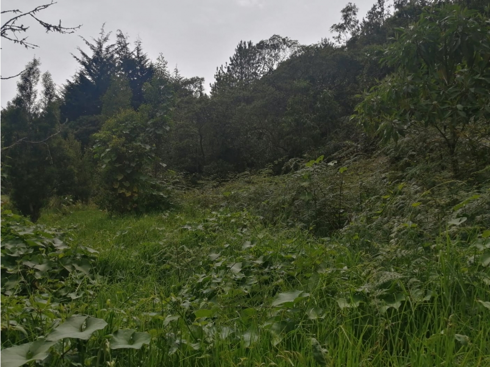 Lote en Venta de 20.000 m2 por $800.000.000 Sector Guapante en Guarne — foto 5