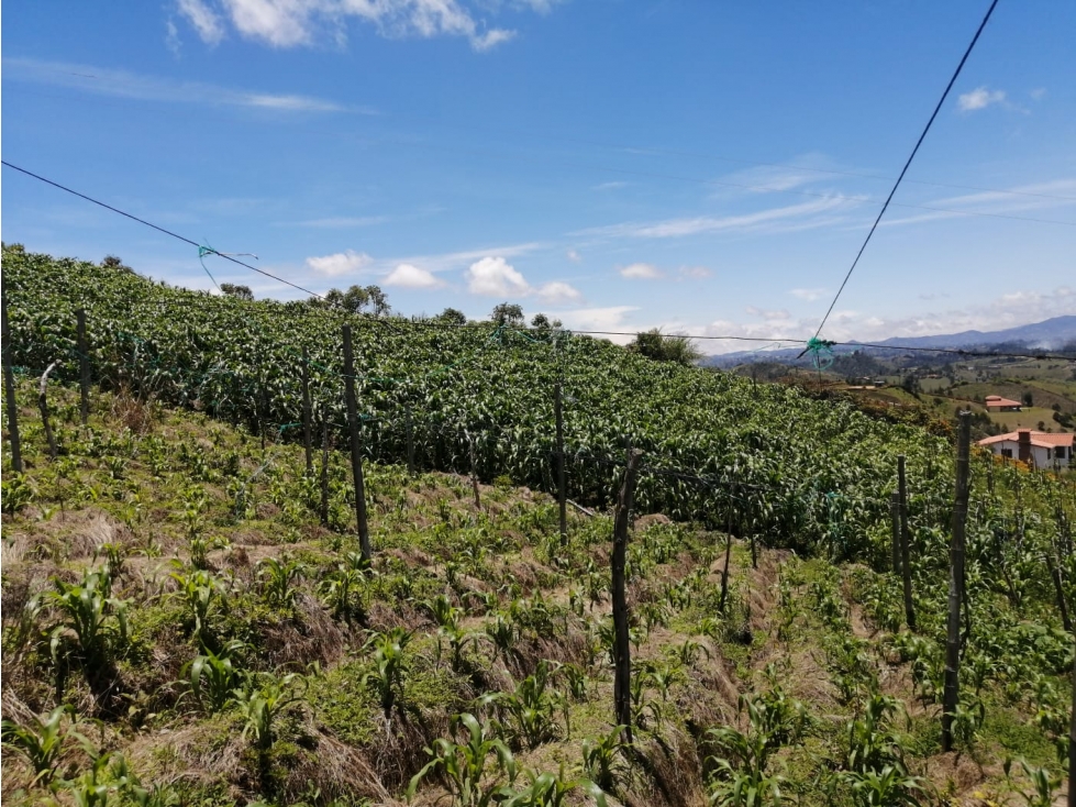 Venta de Lote en San Vicente Sector las Hojas — foto 3