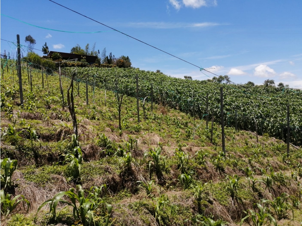 Venta de Lote san Vicente - Sector las hojas — foto 3