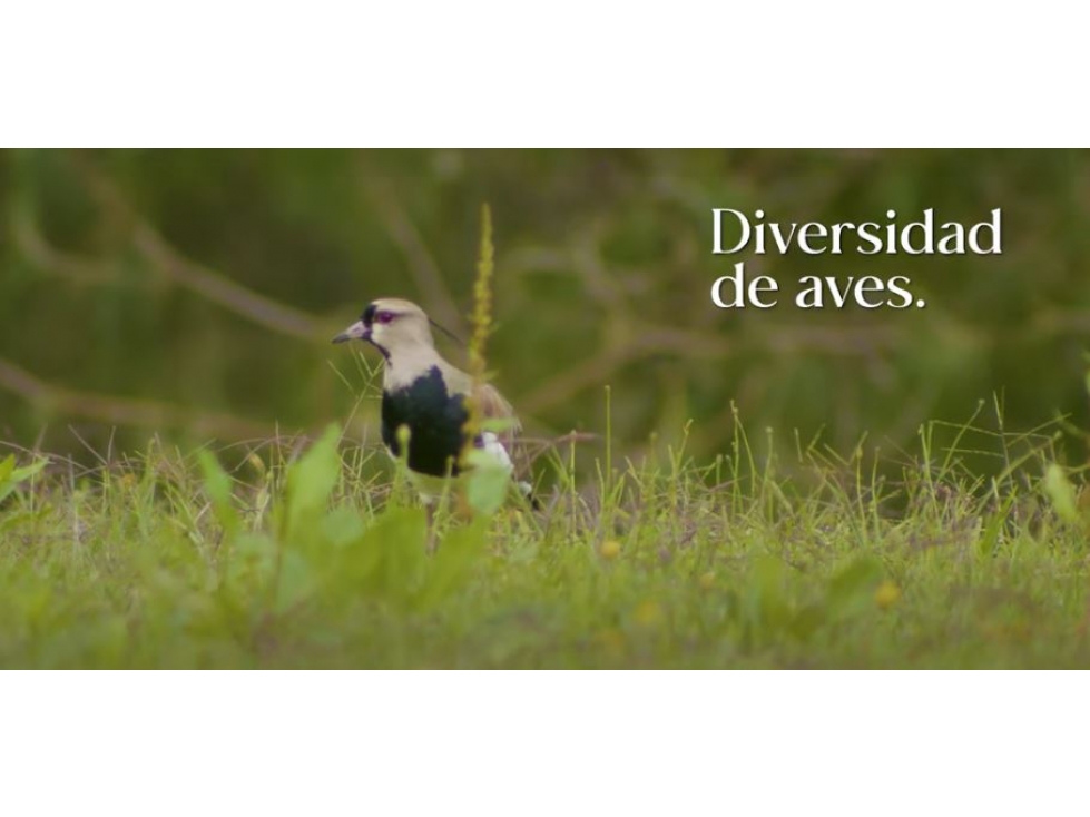 Venta de Lote Vía Don Diego - La Ceja