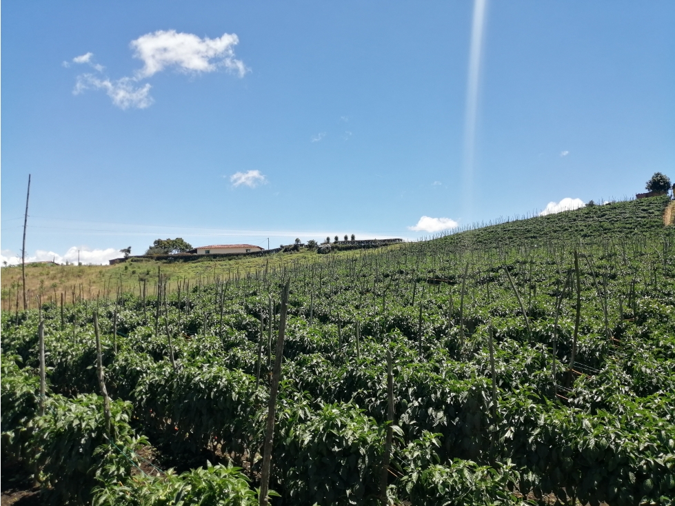 Lote Sector Alto del Chocho en Marinilla