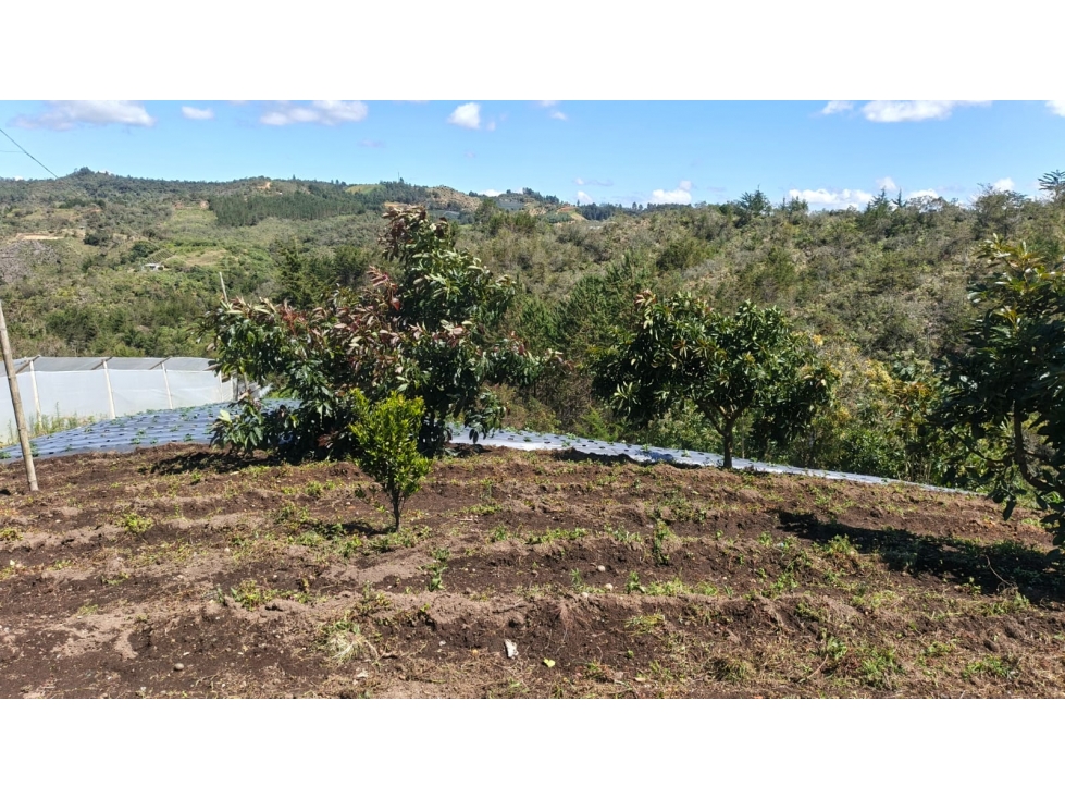 Finca agrícola en venta, con alto potencial productivo en San Vicente