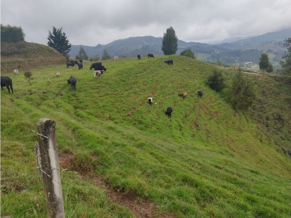 Lote en Venta en el Sector Pantanillo El Retiro